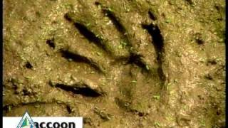 Animal Tracks [upl. by Violante]