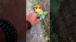 Reusing ♻️ a waste plastic container 🗑propagate a peepal Bonsai 🌳 reuse shorts propagation [upl. by Camilla]