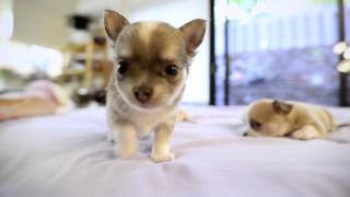 Chihuahua Puppies playing  Few months old puppies [upl. by Merlina]