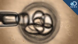 First Cloned Human Embryos Yield Stem Cells [upl. by Raimondo]