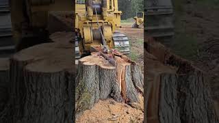 Stump removal landscape tree split [upl. by Lechner]