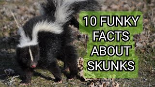 10 funky facts about skunks [upl. by Remark187]