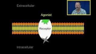 Agonist and Antagonists [upl. by Turro]