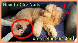 How to TRIM DOG NAILS on My Reluctant Goldendoodle [upl. by Jamnis883]