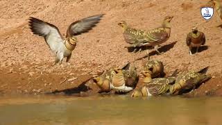 شاهد كيف يرفع طائر القطا الماء لفراخهWatch how a Pterocles raises water for its chicks [upl. by Silecara]