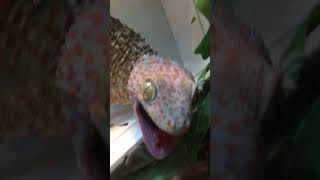 Tokay gecko bark [upl. by Ajet429]