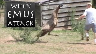 When Emus Attack  Emu Chases Man [upl. by Aramahs]