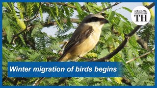 Winter migration of birds to the Indian subcontinent begins [upl. by Oirretna]