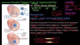 79P  Immune Complex Diseases Type III Hypersensitivity [upl. by Rases863]