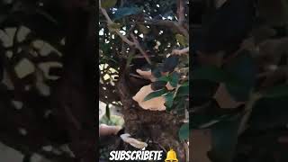 aletasescamassetas bonsai manolofelix bonsaiaficionado bonsaiponderosaehn [upl. by Rennane]