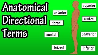 Anatomical Position And Directional Terms  Anatomical Terms  Directional Terms Anatomy [upl. by Manwell574]