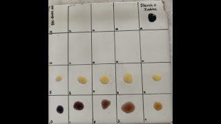 Amylase activity  Determination of Achromic point [upl. by Marya94]