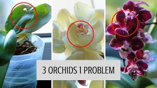 WORST NIGHTMARE FOR ORCHID GROWER  THRIPS ON ALL ORCHIDS [upl. by Haelam590]