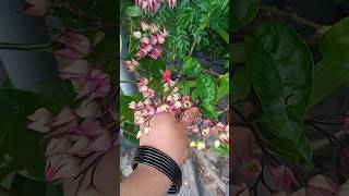 Adipoli Bleeding heart plant fertilizer and growing tips Propagation of Bleeding heart Littyste [upl. by Zeus]