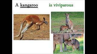 OVIPAROUS AND VIVIPAROUS ANIMALS [upl. by Ches307]