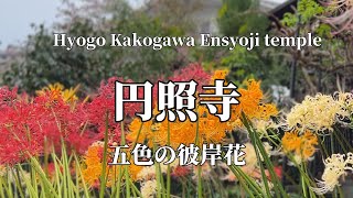 五色の彼岸花～加古川・円照寺～兵庫県加古川市20241004 [upl. by Ellehs]