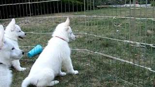 8 week white german shepherd puppies [upl. by Snapp]