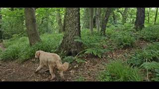 Lyde brook Dingle Coalbrookdale Telford with Benji 22724 [upl. by Yelrak]