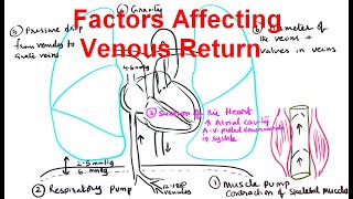 Factors Affecting venous Return venous return [upl. by Sadowski]