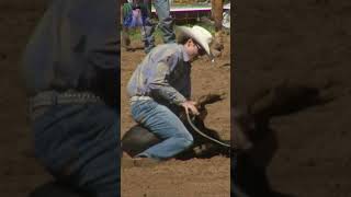 calf roping and tying rodeo cowboy shorts [upl. by Damales]