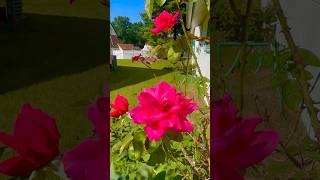 Roses 🌹 beautiful roses  I had this rosebush for over 25 years Rose Roses Flowers 🌹￼ [upl. by Genny993]