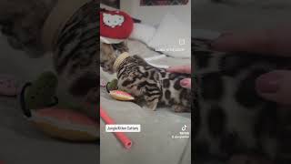 Beige Girl🤎junglekitten catterybengal catlover bengalottawa cats bengalcanada bengalusa cat [upl. by Wilona]