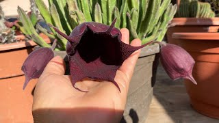 Stapelia Leendertziae [upl. by Timofei]