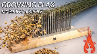 Growing 1 m² of FLAX and making a ripple part 1 [upl. by Vassily224]