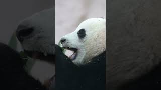 HOW PANDAS BECOME THE WORLD MOST LOVED ANIMALS phikphikmykitty [upl. by Rapsag]