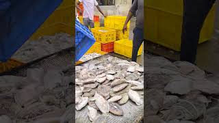 Big Cuttlefish పెద్ద కండవాలు కట చేసే విధానం Kakinada Fishing Harbour [upl. by Ariada]