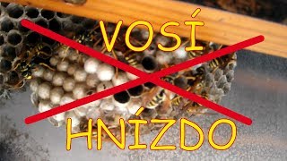 Vosí hnízdo  odstranění improvizovanými prostředky [upl. by Mahseh]