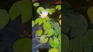 Video shevat paryant paha Ek phool vahto g sakhe prajaktasaraph फुल [upl. by Willner]