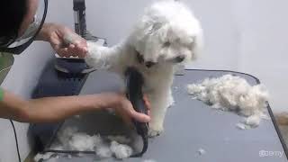 Curso Básico de Peluquería Canina  Paso 1 Corte Inicial [upl. by Arym601]