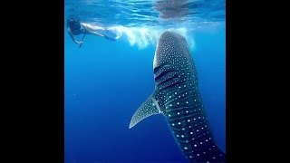 Cozumel Whale Shark Tours  Swim with the Biggest Fish in The World  1 Tour from Cancun [upl. by Chee]