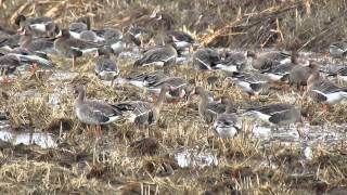 Specklebelly Geese love California Rice [upl. by Adebayo]