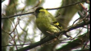 Der Erlenzeisig Zeisig im Wald  Carduelis spinus [upl. by Erdda]