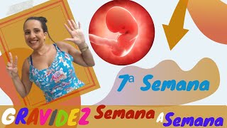 7ª Semana de Gravidez Sintomas da Mamãe e Desenvolvimento do Bebê [upl. by Durst]