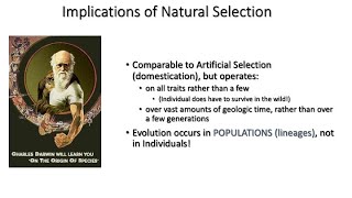 Lecture 12 Evolution Part II Evolutionary Patterns [upl. by Eliot776]