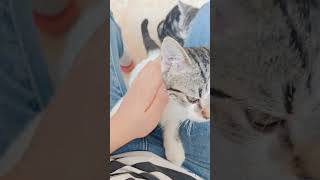 The kitten that wants to climb on me is so stupid cat cuteanimal kitten [upl. by Derron]