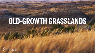 As oldgrowth grasslands disappear ecologists test new restoration strategies [upl. by Notffilc]