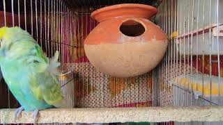 budgies mating call and sound parakeet budgie parrot bird [upl. by Eetsim]