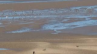 4K60FPSHIRES 🚶 Coastal walk Leasowe Lighthouse to Hoylake Lifeboat Station 🚶 August 30th 2024 [upl. by Nylevol]