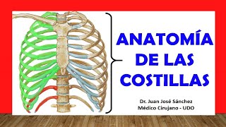 🥇 Anatomía de las COSTILLAS Rápida Fácil y Sencilla [upl. by Issirk]