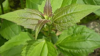 How to use Chromolaena odorata Awolowo Leaf [upl. by Muhcon151]