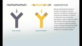 Herceptin  the first monoclonal treatment for cancer [upl. by Light714]