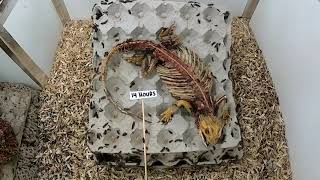 Bearded Dragon vs Flesheating Dermestid Beetle Timelapse [upl. by Kelsi497]