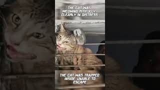 Cat head stuck between rods the window catshortsvideo yutubeshorts animals pets whatsappstatus [upl. by Iphagenia]