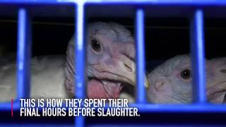 Christmas Cruelty Turkeys eaten alive on awardwinning farm [upl. by Landa]