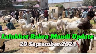 Lalukhet bakra Mandi latest Rates Update  29 September 2024  Sunday Bakra Mandi Karachi [upl. by Einra]