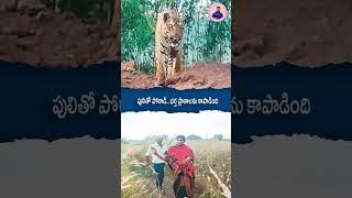 నా భర్త మీదకు వస్తావా పులితో పోరాడిన మహిళ Telugu Woman Fought With Tiger In Telangana Tiger [upl. by Snoddy]